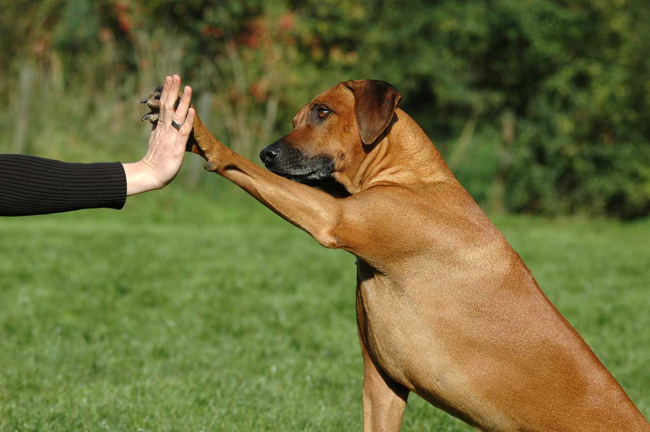 Hund und Frau geben sich die Hand Einzeltraining