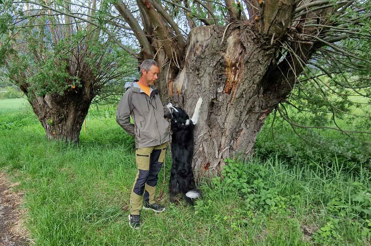 Oli Kommandos an den Hund