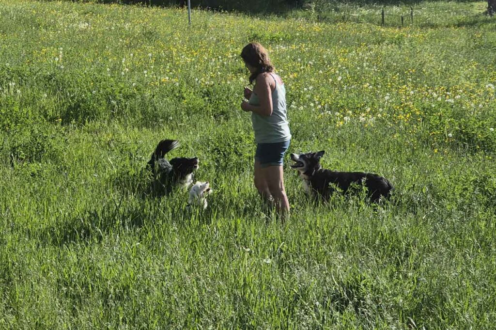 Jessica Hundetraining