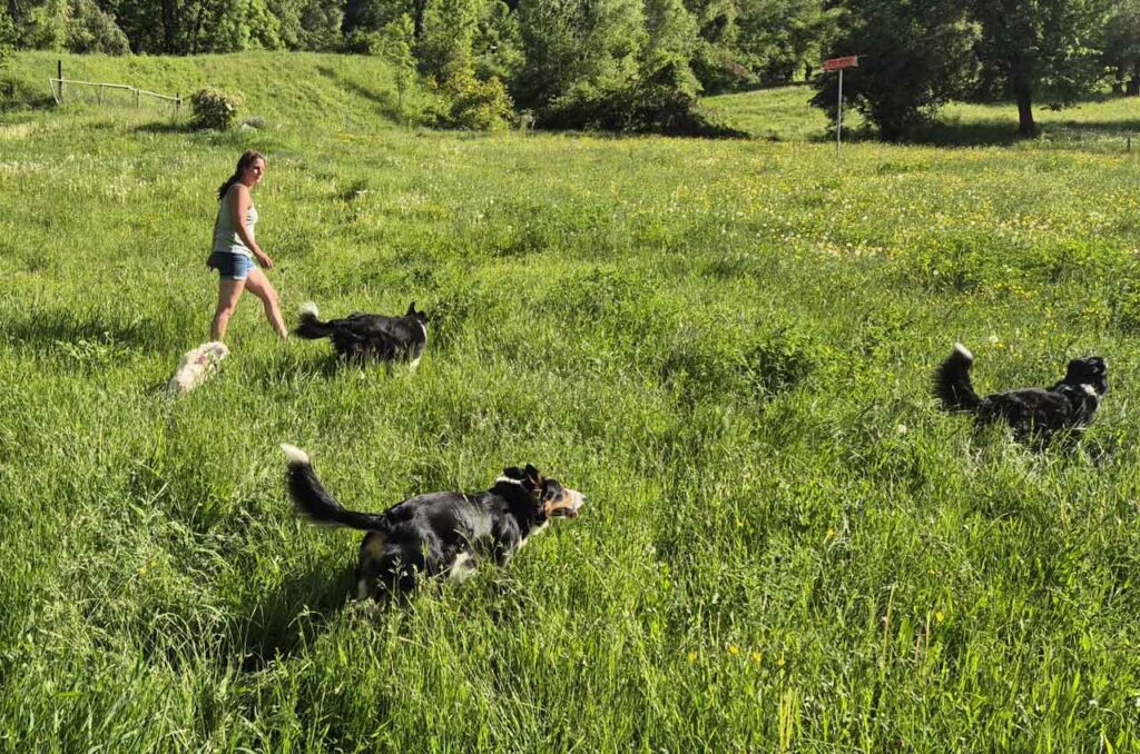 Jessica Hundetraining